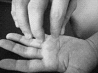 �Ă��I����̂Ђ�ɉ��������ʐ^